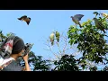 BERBURU BURUNG PUNAI DI HUTAN KETIKA LAGI BERKUMPUL SEHABIS MAKAN BUAH