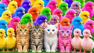 Tangkap Ayam Lucu, ayam warna warni, ayam rainbow, kelinci lucu, bebek lucu, ikan koi, Hewan Lucu