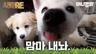 [사파RE] 지금부터 아죠씨가 우리를 키워주떼요. #동물농장 #animalfarm