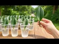 Lagu Simple Tricks to Root Phalaenopsis Orchid Leaves FAST!