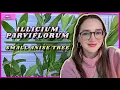 Illicium parviflorum Small Anise Tree Planting