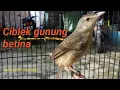 Download Lagu SUARA CIBLEK GUNUNG BETINA MEMANGGIL JANTAN PIKAT