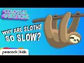 Why Are Sloths So Slow COLOSSAL QUESTIONS