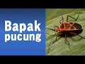 Download Lagu Bapak Pucung (Tembang Macapat - Jawa Tengah)
