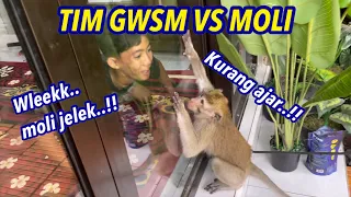 TIM GWSM VS MOLI || Sudah ganas seperti buto