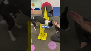 מאלף הכלבים נעם מוזר מספר איך משחק בפארק נגמר באשפוז 