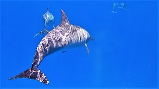 Sailing family feeds wild dolphins – Ep 79