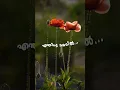 Lagu Pularikalo / Good Mornig Whatsapp Status / Malayalam Lyrical Song / #lyricalstatus