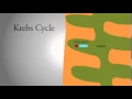 Krebs Cycle