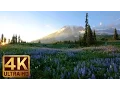 Download Lagu 4K Wild Flowers of Mount Rainier with Nature Sounds - 3 HOUR