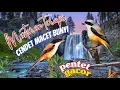 Download Lagu Masteran terapi burung cendet