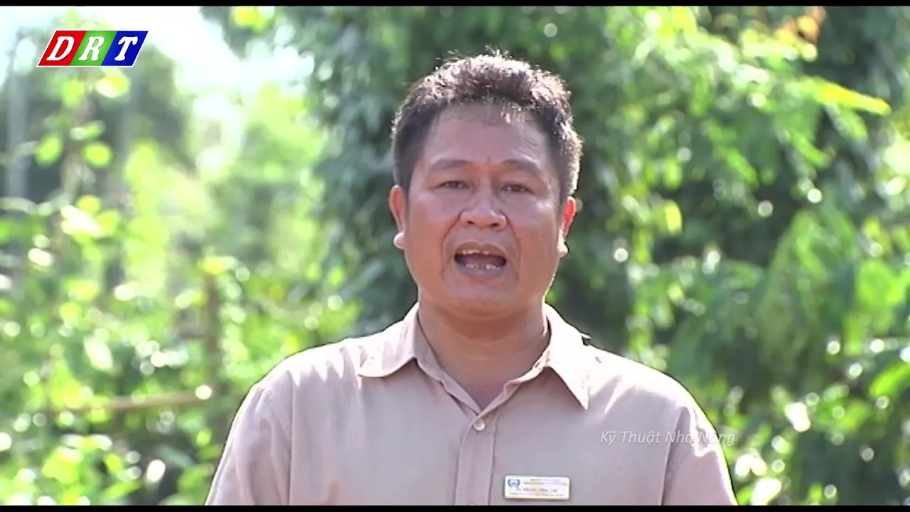 Outline Video Thu hoạch, sơ chế cà phê - Kỹ Thuật Nhà Nông