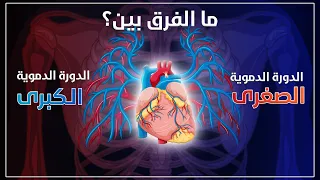 ما الفرق بين الدورة الدموية الصغرى والكبرى  ما الفرق بين الدورة الدموية الصغرى والكبرى