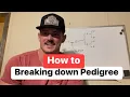 How to Break Down and Study Pedigree Tips and Tricks to Breeding American Bullies
