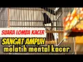 Download Lagu Suara lomba burung Kacer , Sangat Ampuh Melatih Mental tarung Kacer