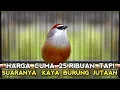Download Lagu HARGA 25 RIBUAN SERASA PUNYA BURUNG JUTAAN TERNYATA SEMERDU INI KALO SUDAH BUNYI