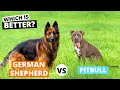 German Shepherd vs Pitbull Which is Better