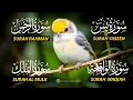 Download Lagu The Best Recitation Surah Yaseen (Yasin) | Surah Rahman | Surah Waqiah | Surah Mulk
