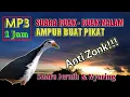 Mp3 pikat ruak ruak paling ampuh | Suara pikat ruak ruak paling ampuh malam hari