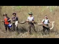 Largest python to date captured in Florida USA - ITV News