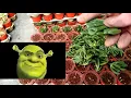 Cara mudah menanam shrek ears