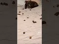 Download Lagu CANE FA LA CACCA SUL LETTO #freebooter #memes #meme #perte #tiktok #funny #dog #pet #pets #bed