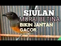Lagu SUARA MURAI BATU BETINA memanggil jantan agar Emosi jadi NYAUT BUNYI BONGKAR MATERI ISIAN 