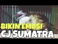 Download Lagu Pancingan AMPUH Cucak jenggot Sumatra Gacor memanggil lawan