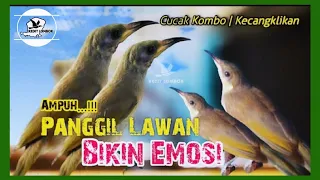 Download Pancingan KOMBO MACET | Suara Cucak Kombo | Kecial Kombo GACOR MP3