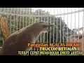 Download Lagu Trucuk BETINA memanggil Jantan Suara Birahi Ngecuplik 100% pancingan trucukan gacor agar BUNYI EMOSI