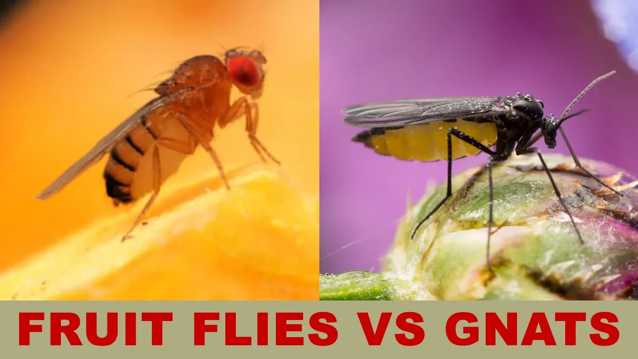 Fruit Flies vs Gnats: What Is the Difference?