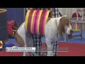 Pets of all kinds converge on Columbus
