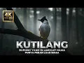 Lagu KUTILANG: BURUNG BIASA DENGAN PERAN LUAR BIASA YANG JARANG DIBAHAS | FAKTA ILMIAH BURUNG KUTILANG
