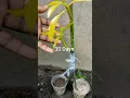 Download Lagu Double Roots Grafting Mango Tree 🌲#short #doubleroots #mangu