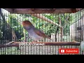 Download Lagu Masteran burung prenjak suara 3 variasi prenjak Ngotot