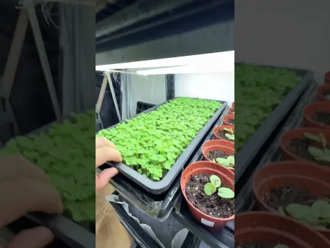Cultiva brotes en casa