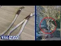 Download Lagu Dog leash hanging from tree at Raleigh apartment resembled noose