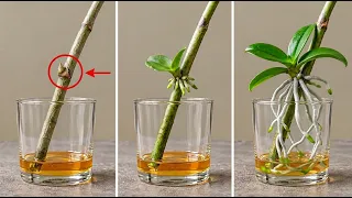 I Tried This Orchid Propagation Secret Again… The Results Were Even Better!