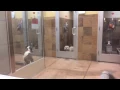 Bodie and Teddy leave Petsmart