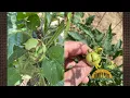 Q A - Why are my tomatoes misshapen and cracking