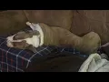 Amstaff mutt ear cleaning