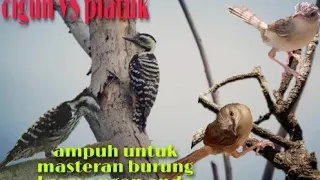 masteran platuk beras vs cigun
