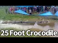 Download Lagu 25 Foot Crocodile Seen in Village, Bujang Senang
