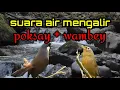Download Lagu Suara air, burung poksay hongkong, dan wambey di alam liar. Rindu masa lalu.