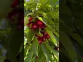 cherry-picking