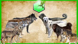 Shepherd dog vs Wolfs Species Comparison Dog vs Wolf -Wolwes and Dog