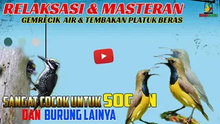cocok buat tembakan sogon dan burung lainya masteran platuk beras