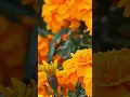 Download Lagu marigold...hindi song