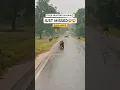 Download Lagu Tadoba Tiger Hunt in Rain 🌧️ | Tiger Chasing Deer on Highway 🐅 | Rare Wild Encounter 2025 #tiger