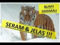 Download Lagu BUNYI HARIMAU